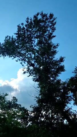 The video captures a serene outdoor scene dominated by a tall, leafy tree silhouetted against a bright blue sky. Wispy white clouds drift by, with rays of sunlight piercing through them, suggesting a pleasant afternoon. The tree's branches reach out expansively, creating a natural canopy. In the lower part of the frame, the dark silhouettes of other trees and foliage are visible, indicating a natural, possibly wooded, environment. The overall mood is peaceful and tranquil, with the play of light and shadow adding depth to the imagery. There are no visible people or man-made objects. The timestamp indicates the video begins at 00:00 and ends at 00:04. The location context suggests this scene is in Tashkazgan, Russia.