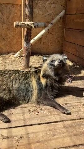 Here's a description of the video:

The video shows a raccoon dog lying on a wooden floor inside a wooden enclosure. The raccoon dog is primarily brown and black, with some lighter fur around its face and ears. It has a black mask around its eyes. The camera zooms in on the raccoon dog's face, and it appears to be panting slightly, with its mouth open and small teeth visible. The enclosure has wooden walls and a wooden structure made of logs and branches in the background. The lighting suggests it's outdoors, with sunlight casting shadows.