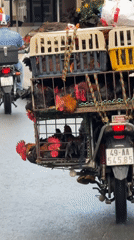 Morning scenes in Da Lat: chicken transport, lotus viewing