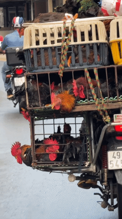 Morning scenes in Da Lat: chicken transport, lotus viewing