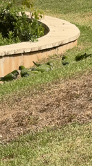 Monk parakeets forage on Tel Aviv lawn during morning
