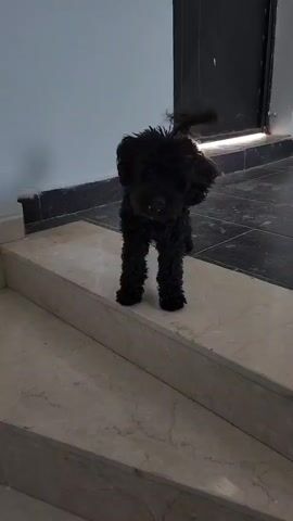 A small black poodle with a purple collar stands on a marble stair. It looks to its left, then its tail wags. It lowers its head and moves forward. The poodle then stands on the stairs facing the camera with its mouth open. It then moves forward again.