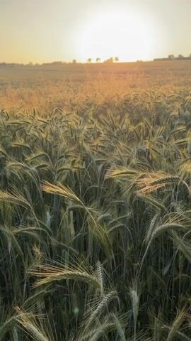 The video shows a close-up view of a field of wheat at sunrise. The sun is low in the sky, casting a warm glow over the scene. The wheat stalks are green and golden, with their heads swaying gently in the breeze. The horizon is flat and features a few trees in the distance. The sky is clear and a pale yellow.