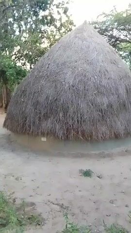Here is a matter-of-fact description of the video:

The video shows a rural landscape with two thatched-roof huts. The first hut is cone-shaped and appears to be constructed of mud and dried grasses. The second hut is dome-shaped and includes a white door. The structures are surrounded by sparse trees and sandy, scrubby ground. In the background, the sky appears overcast. Upbeat music can be heard.