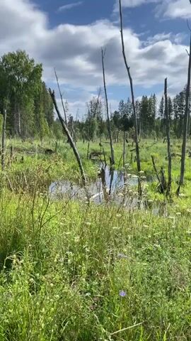 The video pans across a swampy landscape with tall green grass and reeds. Several dead trees with bare branches rise from the water. In the background, a dense forest of green trees stretches across the horizon under a partly cloudy blue sky. A dirt road is visible on the right side of the frame, with a person walking away from the camera on it. The camera moves from left to right, capturing the expanse of the natural environment.