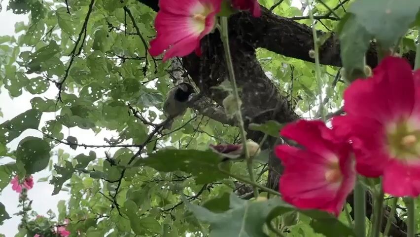 A small brown bird is perched on a branch of a tree, surrounded by green leaves and pink hollyhock flowers. The bird is facing away from the camera and appears to be looking at something further up the branch. The leaves on the tree are wet, suggesting it has recently rained. The flowers are in full bloom and add a splash of color to the scene. The sky is overcast, creating a soft, diffused light.