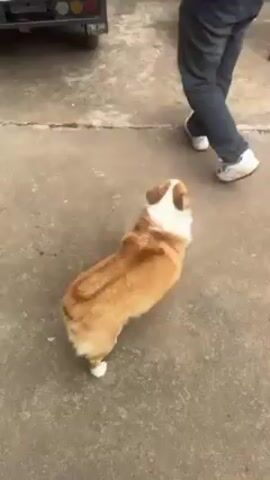 The video shows a corgi dog standing on a concrete surface with people standing around. The corgi is tan and white. The people are standing, some sitting on a chair. A vehicle is partially visible in the background. The dog looks around and pants.