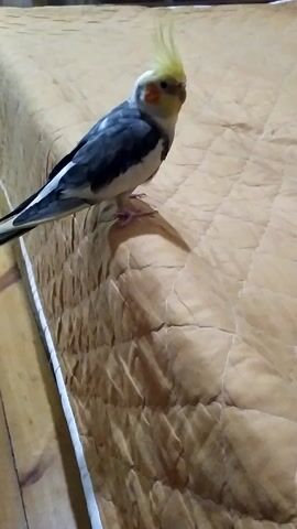 This media file features a single cockatiel perched on what appears to be a wooden surface. The bird is facing left, with its crest raised and its head tilted slightly. Its plumage is a mix of gray, white, and yellow, with distinctive orange patches on its cheeks. The background is a textured, quilted fabric in a light brown or tan color, with soft lighting that creates a shadow of the bird on the fabric. The overall setting seems to be indoors, possibly in a home environment, given the presence of the wooden structure and the domestic nature of the subject. There is no visible text in the media file. The activity is a static pose of the bird, with a slight movement in its crest suggesting it might be alert or reacting to something. The time of day and weather are not discernible from the image.