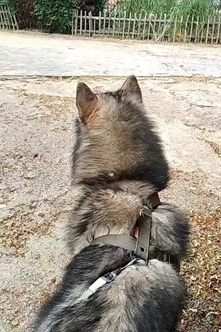 This is a close-up, first-person perspective video of a fluffy, medium-sized dog, likely a Keeshond or similar breed, from behind. The dog is wearing a dark green harness with a metal clip. The dog is looking forward, with its ears perked up, suggesting it is alert and observing something. The background consists of a gravel or dirt path, with scattered leaves. Beyond the path, there is a wooden fence and lush green foliage, with hints of trees and tall grass. A paved walkway or road is visible further in the background. The lighting suggests it is daytime, likely late morning or afternoon, with mild weather. The setting appears to be an outdoor park or walking trail in Schaerbeek, Belgium. No specific activity is clearly depicted, beyond the dog's attentive posture. The video is characterized by its focus on the dog and its immediate surroundings, creating a sense of quiet observation. There is no visible text in the media.