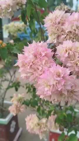 A close-up video shows pink and white bougainvillea flowers in bloom. The flowers are clustered together on a branch with green leaves. The background is blurred, but appears to be an outdoor setting with some colorful structures in the distance. Some of the flowers are dry and brown. The video is shaky and appears to have been shot handheld.