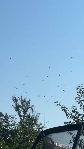 The video shows a clear blue sky with a flock of birds flying across it. The birds are spread out and appear to be migrating. The lower part of the video shows the tops of trees with green leaves. There is also a dark object in the lower right corner that appears to be part of a structure. The video is filmed outdoors during the day.