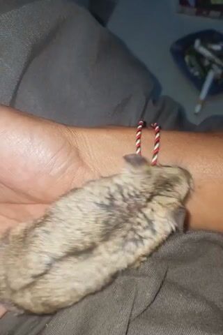 A close-up, top-down shot shows a small, furry animal with brown and grey markings resting on a person's hand. The animal appears to be a rodent, possibly a hamster. The person's wrist is visible, adorned with a red and white braided bracelet. The background is dimly lit and appears to be a soft, grey fabric. To the upper left of the frame, an ashtray with several cigarette butts is visible. The person's skin is tanned.