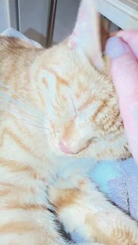 A close-up shot focuses on an orange tabby cat sleeping peacefully on a blanket. Its eyes are closed, and its head is resting on its paws. A human hand with neatly manicured fingernails gently strokes the cat's head and behind its ears. The cat appears relaxed and undisturbed by the petting. The background is blurred, but suggests an indoor setting with some furniture. The lighting is soft and warm, contributing to the overall sense of tranquility.