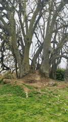 Rabbit sightings recorded across São Miguel Island parks, Azores