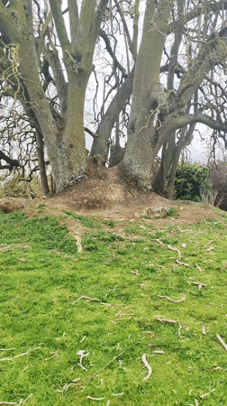 Rabbit sightings recorded across São Miguel Island parks, Azores