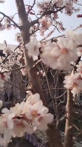 The video shows a close-up view of a blooming tree against a backdrop of a building and a bright sky. The tree's branches are filled with small, delicate white and pink flowers, creating a dense floral display. The branches are bare except for the blossoms, and the trunk of the tree is visible, with a rough, brown bark texture. Behind the tree, a building with a gray roof and some visible windows is partially obscured. The sky is a light blue, suggesting a clear, sunny day. The focus is primarily on the blossoms, with a slight shift in perspective as the camera seems to move subtly, emphasizing the beauty of the flowering tree.