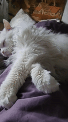 White cat sleeps on purple bedding in Moscow home