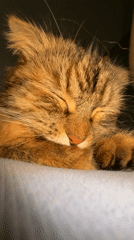 Tabby cat sleeps peacefully on blue surface in Perm