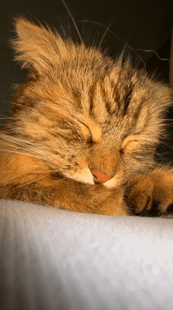Tabby cat sleeps peacefully on blue surface in Perm