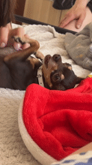 Dog enjoys belly rubs on bed in London