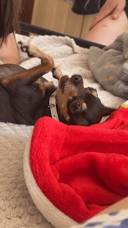 Dog enjoys belly rubs on bed in London