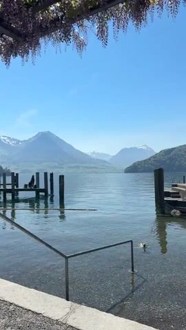 The video captures a serene panoramic view of a lake and mountainous landscape, likely Lake Lucerne in Vitznau, Switzerland, on a clear, sunny day. The foreground features a concrete edge with a metal handrail extending into the water, which is remarkably clear, revealing pebbles on the lakebed. Overhanging the scene from above are clusters of purple wisteria flowers, framing the top of the shot.

In the mid-ground, the tranquil blue water of the lake reflects the bright sky. To the left, a wooden pier with several upright posts juts into the water, where two figures can be seen sitting and relaxing. Another wooden structure is partially visible on the right side of the frame. A single duck swims peacefully near the shore.

In the background, majestic mountains rise, some with snow-capped peaks, contributing to the picturesque setting. The sky is a vibrant blue with minimal clouds. The overall scene conveys a sense of calm and natural beauty. No discernible text is visible within the video.