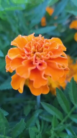 The video shows a close-up, slightly shaky, vertical shot of an orange marigold flower. The flower has many ruffled petals and is positioned centrally. The background is a blur of green leaves and other orange flowers, suggesting an outdoor garden setting. There are tiny water droplets visible on the petals. The lighting suggests it may be morning or a shaded area. The video is 5 seconds long.