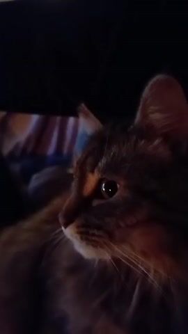The video shows a close-up, side-view of a tabby cat's face in dim lighting. The cat's left eye is visible, with a reflection of light in the pupil. The cat's fur is brown and grey with darker stripes. The background is dark and out of focus, with a hint of striped fabric visible on the left side. The cat appears to be looking to the left. The video is very short, lasting only a few seconds, and the camera appears to be slightly shaky.
