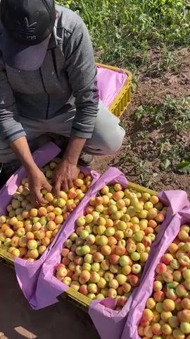 The video shows a man harvesting apricots. He kneels next to three yellow plastic crates, each lined with purple fabric and filled with apricots. He picks through the fruit with his hand, examining them. The camera pans up to show the field, with green grass, small plants, and patches of dry, reddish-brown soil. In the distance, trees are visible under a partly cloudy blue sky. The sun is shining.