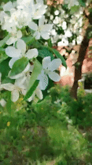 Adult and child enjoy spring blossoms in Noviy