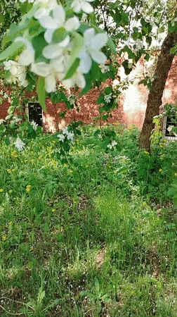 Adult and child enjoy spring blossoms in Noviy