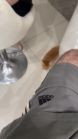 Ginger kitten approaches man for pets in Khimki home