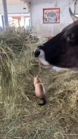 This short video features a close-up view of a cow and a kitten interacting in a barn. The setting is a hay-filled barn, likely on a farm, with large piles of dry hay dominating the foreground. In the background, other cows are partially visible, suggesting a dairy or livestock farm. Sunlight streams in from an unseen source, illuminating the dust motes dancing in the air, hinting at a daytime setting.

The primary subjects are a large cow and a small kitten. The cow, a dark brown and white breed, is positioned in the right half of the frame, its head lowered towards the hay. Its eye is visible and appears calm, while its muzzle is close to the ground. A small, light-colored kitten with darker points on its ears and tail sits on the hay in the center-left of the frame, facing the cow. The kitten appears curious and alert.

The central activity is the gentle interaction between the cow and the kitten. The cow seems to be eating hay, and the kitten is observing the cow at a very close distance. There's a sense of quiet coexistence, with neither animal showing signs of distress. The scale difference between the two animals is striking, emphasizing the kitten's bravery or the cow's gentleness.

Notable details include the texture of the hay, which is dry and straw-like, and the rustic construction of the barn, with exposed beams and concrete walls. A fan is visible on the wall in the background. No visible text is present in the video. The overall mood is peaceful and heartwarming, highlighting an unlikely but charming animal friendship. The location context of Sterzing - Vipiteno, Italy, suggests a rural European setting.