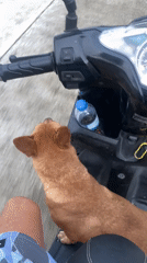 Scooter rider transports dog passenger in Thai coastal town