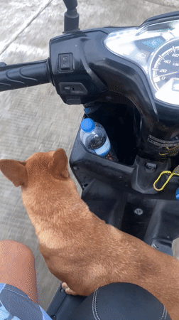 Scooter rider transports dog passenger in Thai coastal town
