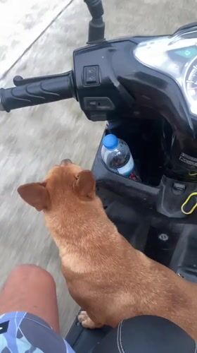 Scooter rider transports dog passenger in Thai coastal town