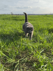 Woman documents spring afternoon with cat in Russian village