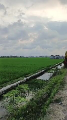 This video shows a sweeping view of a lush green rice field under a cloudy sky. A narrow irrigation ditch runs along the side of the field, with concrete structures lining its edges. In the distance, a range of hills and a distinctive, rounded mountain are visible. The overall impression is one of a tranquil rural landscape.