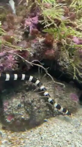 The video shows a black and white banded sea krait moving along the floor of a display tank in front of a rock formation covered in algae.