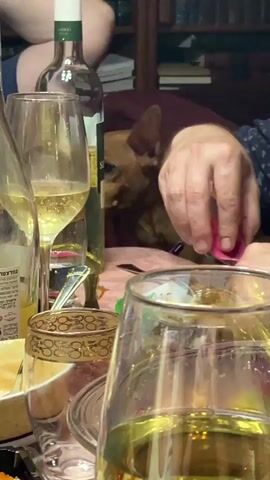 The video captures a close-up shot of a table setting. Various wine glasses, some filled with a light-colored liquid resembling white wine, occupy the foreground. A bottle of wine is positioned behind the glasses. The table also features a small decorative container and food items. A man's hand is visible as he manipulates a small, colorful object. In the background, a small brown dog with alert ears peeks out from behind the man's hand. The scene suggests a gathering or meal setting.