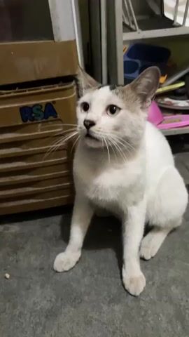 The video shows a white cat with brown and black markings sitting on a gray floor. In the background, there is a brown plastic container with the letters "RSA" on it, and a shelf filled with various items. The cat is looking to its left, then to its right, and then back to its front, with its head slightly tilted. At one point, a white paw briefly enters the frame from the left side of the screen, seemingly interacting with the cat. The lighting is dim, suggesting it might be indoors.