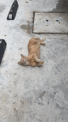 Orange tabby cat lounges and grooms on concrete in Thailand