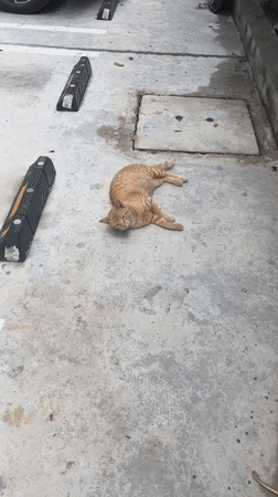 Orange tabby cat lounges and grooms on concrete in Thailand