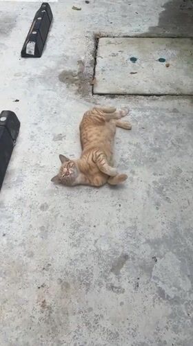 Orange tabby cat lounges and grooms on concrete in Thailand