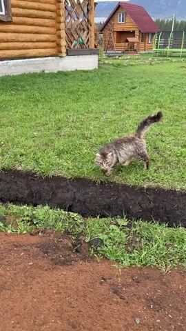 A cat investigates a ditch in a grassy yard. The cat is fluffy, gray and brown, and has a curly tail. It stands in the ditch, sniffing and looking around, then walks further along it. The ditch is dug into the grass, revealing dark brown soil. In the background, a log cabin with a wooden porch and a red roof is visible, along with another similar house further away. The ground next to the ditch is reddish-brown dirt. The sky is overcast.