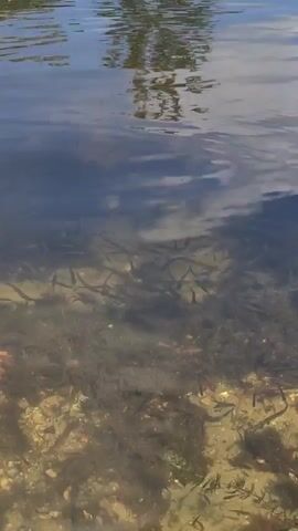 A school of small fish swim in shallow, clear water over a sandy bottom with aquatic plants. The surface of the water is slightly rippled, reflecting the sky and trees.