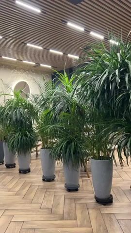 The video shows a line of large potted plants, likely palms, arranged in a hallway or room with a wooden floor and a slatted ceiling with integrated lighting. The plants are in tall, cylindrical gray pots, some of which are on wheeled stands. In the background, there is a wall with a circular light fixture and what appears to be signage. A chair and table are partially visible in the foreground. The scene is well-lit and appears to be an interior space, possibly a restaurant or a commercial establishment.