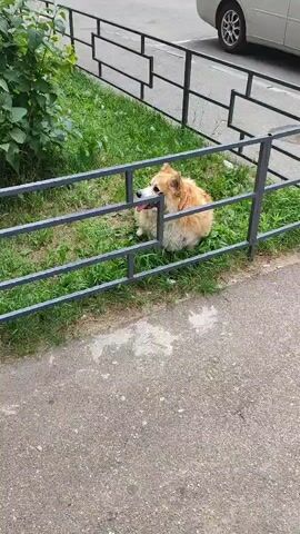 This media file captures a fluffy, light brown corgi with a white-tipped tail sitting on green grass behind a dark gray metal fence. The dog appears to be panting, with its tongue hanging out. The scene is set outdoors, with a paved walkway in the foreground and a leafy green bush behind the dog. In the background, a portion of a silver car is visible, suggesting a residential or public area. The fence is made of horizontal bars with vertical supports, creating a barrier between the dog and the walkway. The lighting suggests it is daytime, possibly a warm day given the dog's panting. The overall mood is relaxed and somewhat whimsical, highlighting the dog's playful or perhaps slightly constrained position. There is no visible text in the media file. The context provided places this scene in Shchyolkovo, Russia.