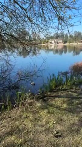 The scene shows a serene lake under a clear blue sky, with a tree branch extending into the frame from the left. The water's surface reflects the sky and distant buildings on the far side. Patches of tall grass line the edge of the lake, and a duck is visible swimming in the water. The ground is covered with grass and some bare patches. The overall atmosphere is peaceful and natural.