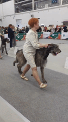 Dog show in full swing at Zelenaya Roshcha exhibition hall